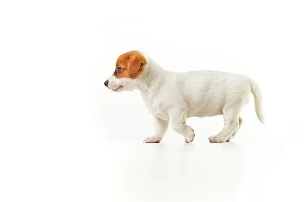 Jack Russell Terrier Kiskutya Balra Sétál — Stock Fotó