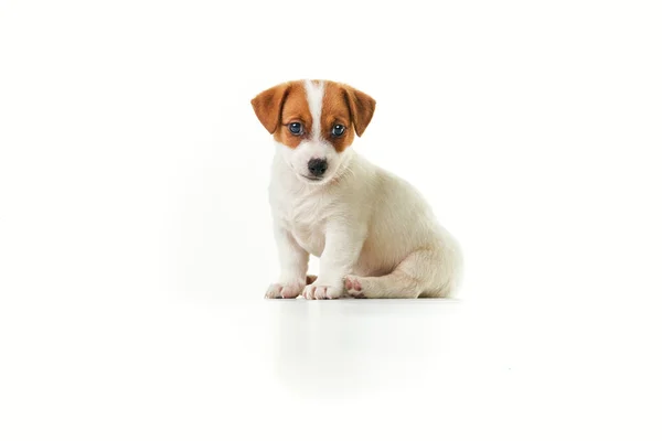Jack Russell Terrier Kiskutya Szomorú — Stock Fotó