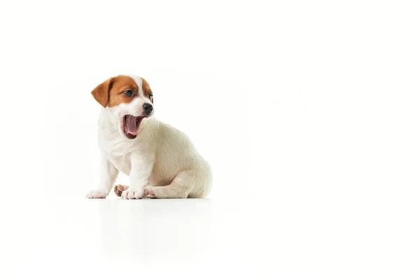 Jack Russell Terrier Welpe Sitzt Gähnend Und Blickt Nach Rechts — Stockfoto