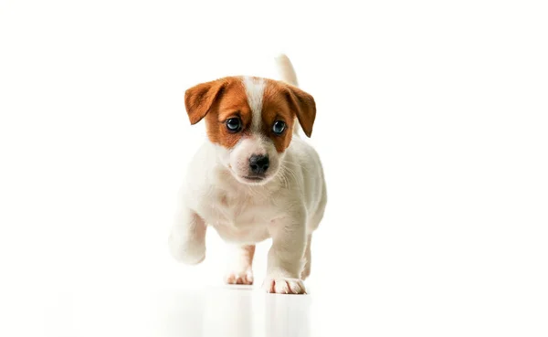 Jack Russell Terrier Valp Och Titta Höger Med Svansen Upp — Stockfoto