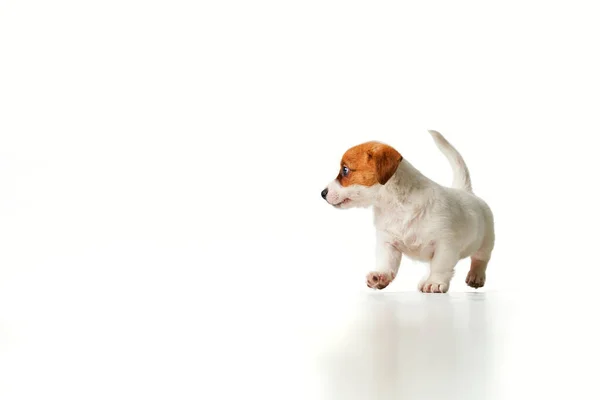 Jack Russell Terrier Welpe Geht Mit Erhobenem Schwanz Nach Links — Stockfoto