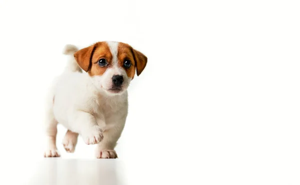 Jack Russell Terrier Kiskutya Sétál Jobbra Néz — Stock Fotó