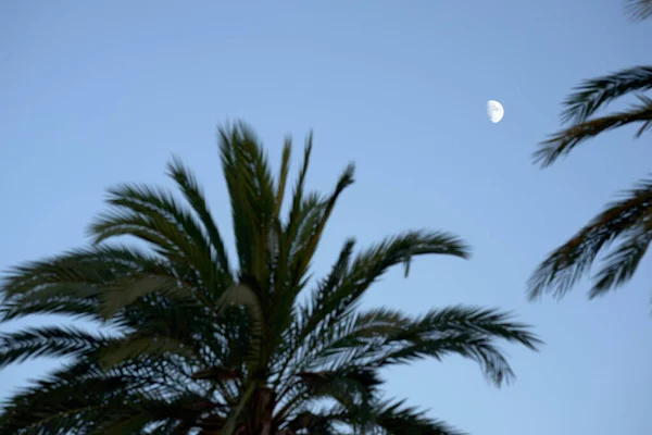 The moon over a palm tree