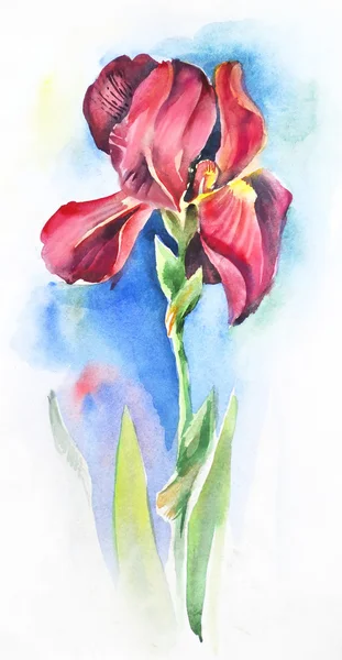 Watercolor still life with beautiful iris flowers — Stock Photo, Image