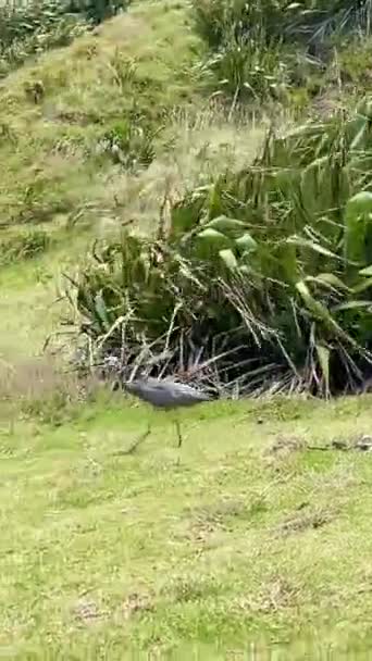 Witkopreiger wandelt op de Nieuw-Zeelandse kust tegen de achtergrond van groen gras, rotsen en zee — Stockvideo