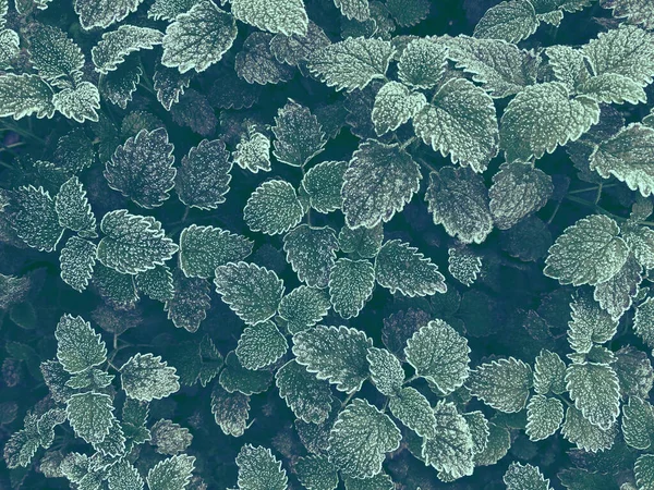 Φυσικό φόντο από φύλλα βάλσαμου λεμονιού καλυμμένα με παγωνιά. Βαθύ μπλε-πράσινο Εικόνα Αρχείου