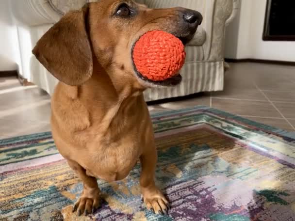 Bedårande taxar leker med liten orange boll hemma. Härlig hund biter en leksak, hoppar. — Stockvideo