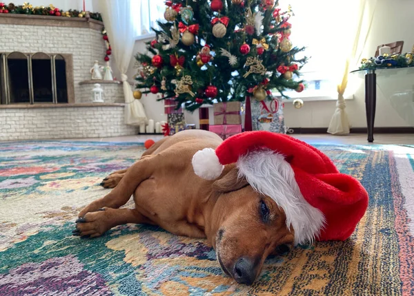 在一棵装饰过的圣诞树下，一只戴着红色圣诞老人帽的小猎犬 — 图库照片