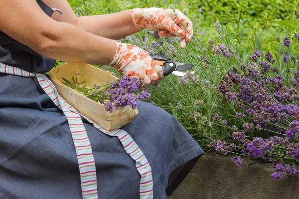 Female hands in gardening gloves hold a pruner and prune a lavender bush. Seasonal gardening. Pruning bushes. Стоковое Изображение