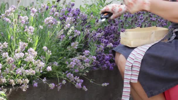 Kvinnliga händer i trädgårdshandskar håller i en plommon och beskär en lavendelbuske. Säsongsträdgårdsodling. Plommonbuskar. — Stockvideo