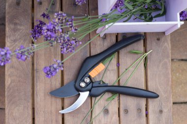 Bahçe budama ve ahşap bir yüzey üzerinde lavanta çiçekleri kesme. Bahçe işleri, mevsimlik peyzaj, çiçekçilik.