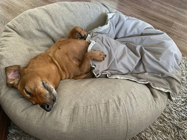 Feliz perro salchicha de edad avanzada durmiendo en una silla suave cómoda en su espalda — Foto de Stock