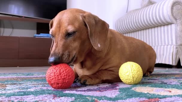 Çekici yaşlı daksund tembelce halıya uzanır, portakallı yumuşak bir top yalar, köpeğin dilini ve dişlerini temizlemek için özel bir oyuncak. — Stok video