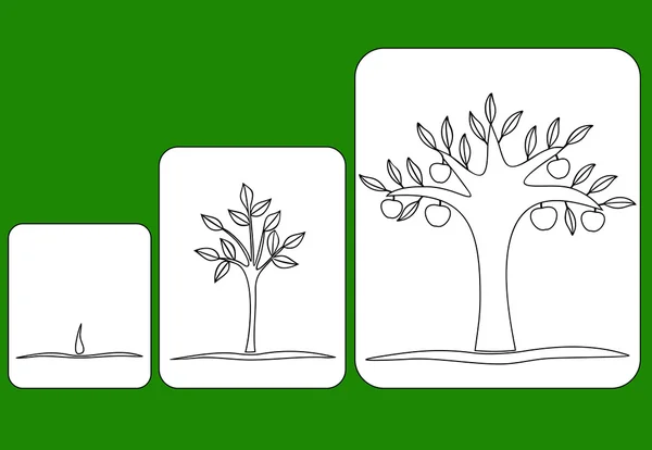 Stade de croissance de l'arbre, de la graine à l'arbre fruitier — Image vectorielle