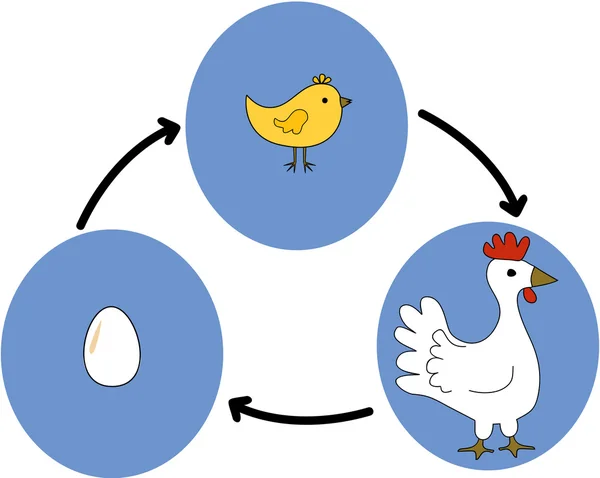 Œufs et poulet — Image vectorielle