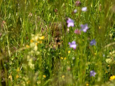 Saklanan bir gencin vahşi yaşam fotoğrafı Kızıl Tilki Vulpes vulpes