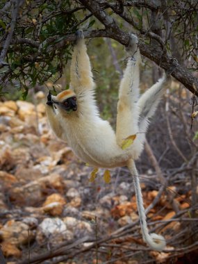 Tattersalls Sifaka 'nın vahşi yaşam fotoğrafı Propithecus tattersalli