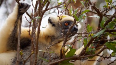 Tattersalls Sifaka 'nın vahşi yaşam fotoğrafı Propithecus tattersalli