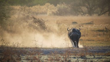 Afrika bufalosunun vahşi yaşam fotoğrafı - Syncerus caffer