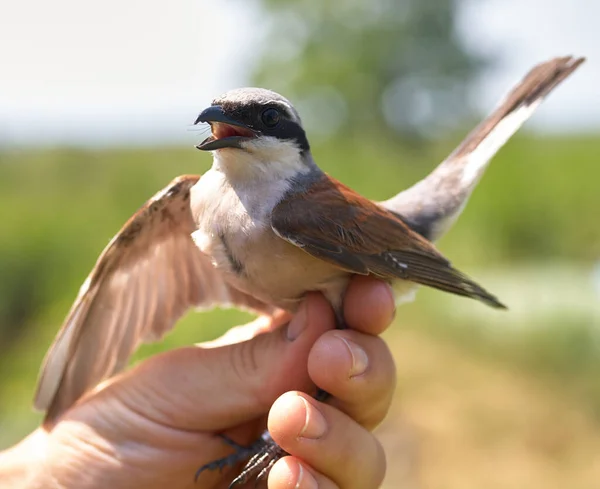 Foto Shrike Con Respaldo Rojo Lanius Collurio — Foto de Stock