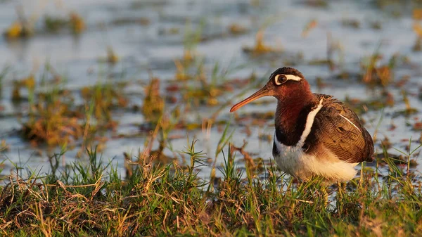 Wilde Dieren Foto Van Een Gemeenschappelijke Grote Geverfde Snip Rostratula — Stockfoto