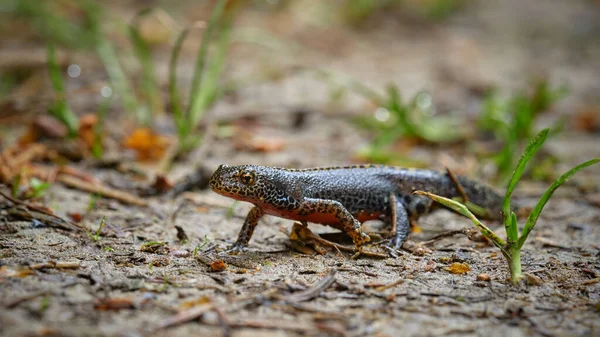 Djurfoto Alpin Newt Ichthyosaura Alpestris — Stockfoto