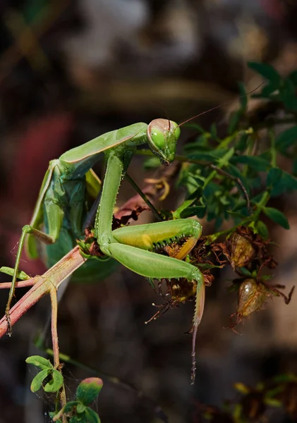 wildlife photo of a European mantis - Mantis religiosa