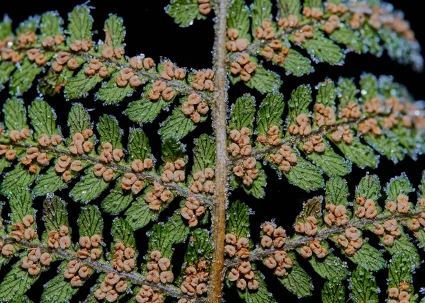 Sori Congelado Farn Primavera — Fotografia de Stock