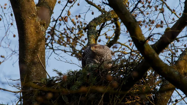 Фото Дикої Природи Північного Госговка Accipiter Gentilis — стокове фото