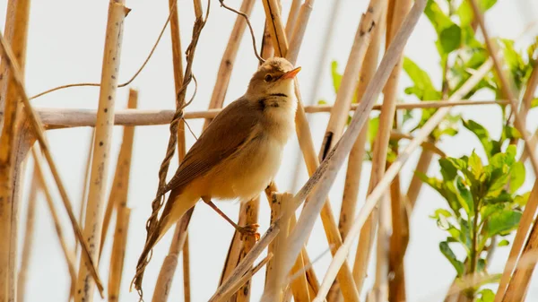 Djurfoto Eurasian Reed Warbler Acrocephalus Scirpaceus — Stockfoto