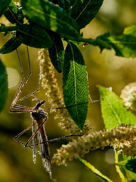 Dzika Przyroda Zdjęcie Muchy Żurawia Nephrotoma Scurra — Zdjęcie stockowe