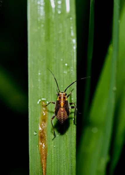 Faunei Sălbatice Fotografie Unui Bug Plante Capsodes Flavomarginatus — Fotografie, imagine de stoc