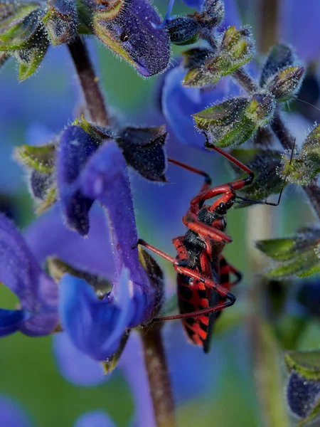 Wilde Dieren Foto Van Rhynocoris Annulatus — Stockfoto