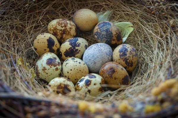 Nido de pájaros con huevos — Foto de Stock