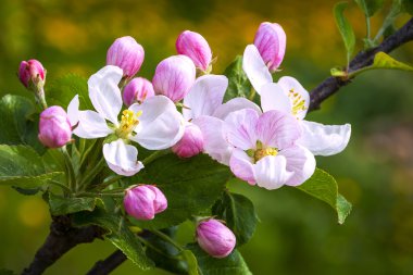 Çiçek açan elma ağacı