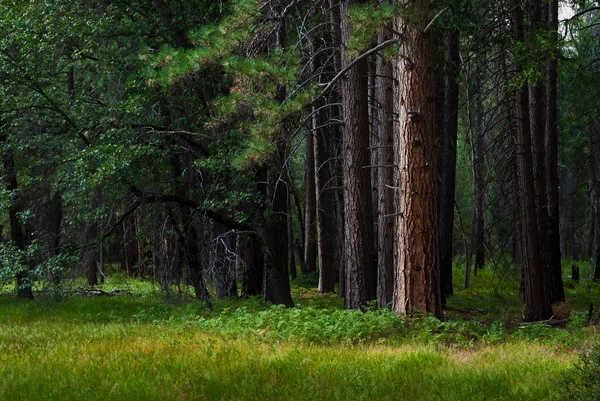 Oude bomen in een zomer forest — Stockfoto