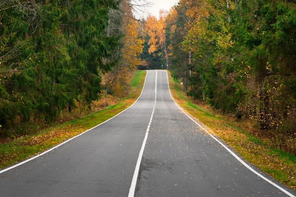 Pusta droga w lesie jesienią — Zdjęcie stockowe