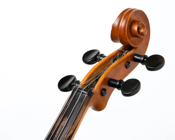 Стервятник на скрипке со струнами — стоковое фото