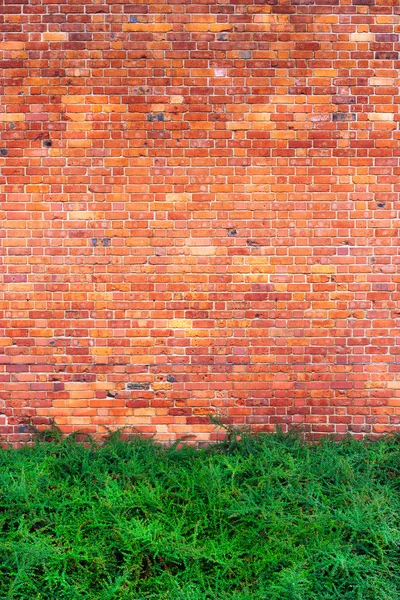 Green bushes on the brick wall background — Stock Photo, Image