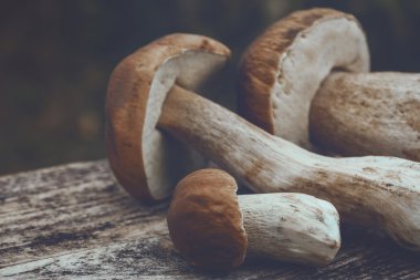 Porcini