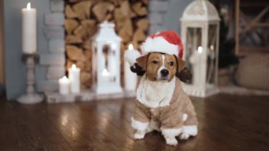 Geyik kazağı ve Noel Baba şapkası giymiş komik Jack Russel.
