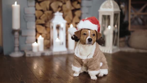 Funny Jack Russel dressed in deers sweater and Santa Claus hat at home — Stock Video