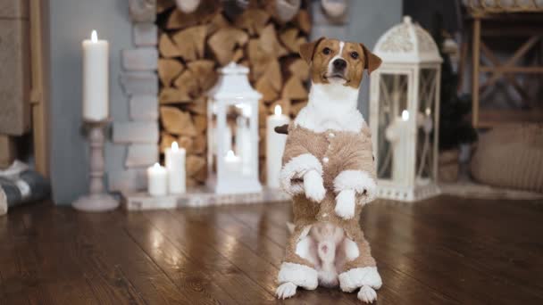 Een hond in een hertentrui staat op zijn achterpoten bij de open haard met Kerstmis — Stockvideo