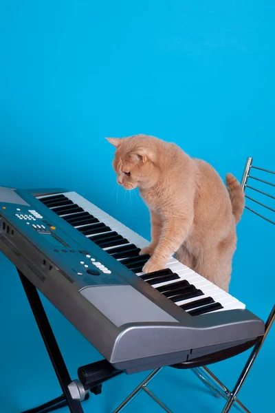 a red British cat plays the keys of an electronic synthesizer with its paws while standing on a chair, isolated on a blue background