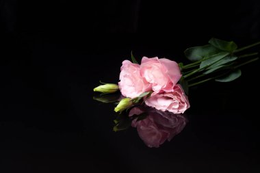 Üç pembe çiçekli bir çiçek aranjmanı ya da açılmamış bir tomurcuğa sahip östoma çiçekleri siyah bir arka planda uzanıyor.