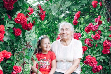 Yaşlı gri saçlı bir büyükanne ve torununun portresi yaban gülünün altında gülümsüyor.