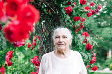 Düşünceli, ciddi, üzgün, gri saçlı yaşlı bir kadının portresi. Kırmızı bir gülün kemerinin altında.