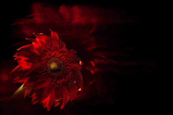 Makro kırmızı gerbera. Su sıçramaları ve kırmızı fırça darbeleriyle siyah arka planda odak dışı.