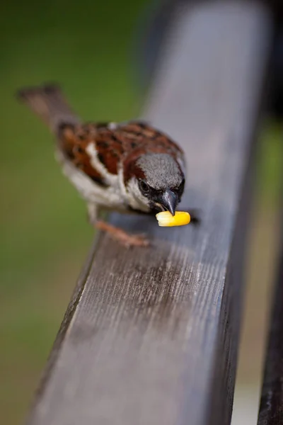 Macro portrait of a full-length sparrow sitting on the back of a bench and holding a grain of corn in its beak — Stock Photo, Image