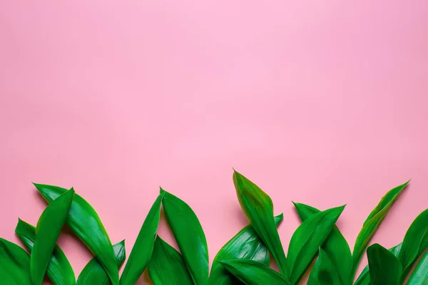 Folhas verdes de lírio do vale como uma borda floral com espaço de cópia. Flat lay com fundo isolado rosa — Fotografia de Stock